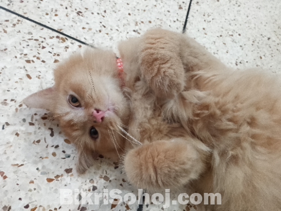 Pure Ginger Persian Cat